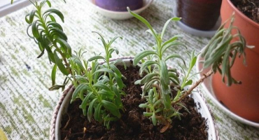 Proč může rozmarýn sušit doma v květináči a co dělat